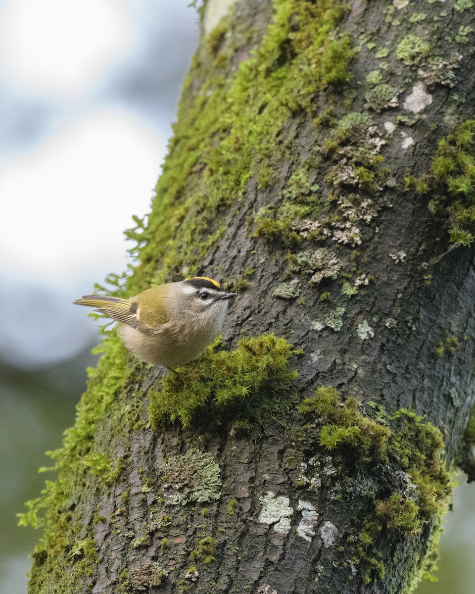 Golden-crowned Kinglet - Marc Sole