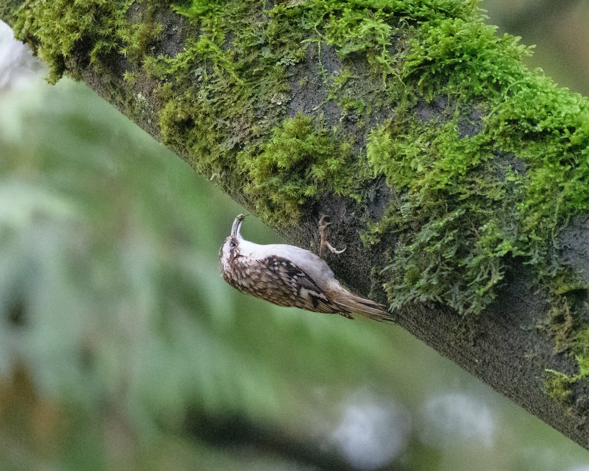 Brown Creeper - ML398761441