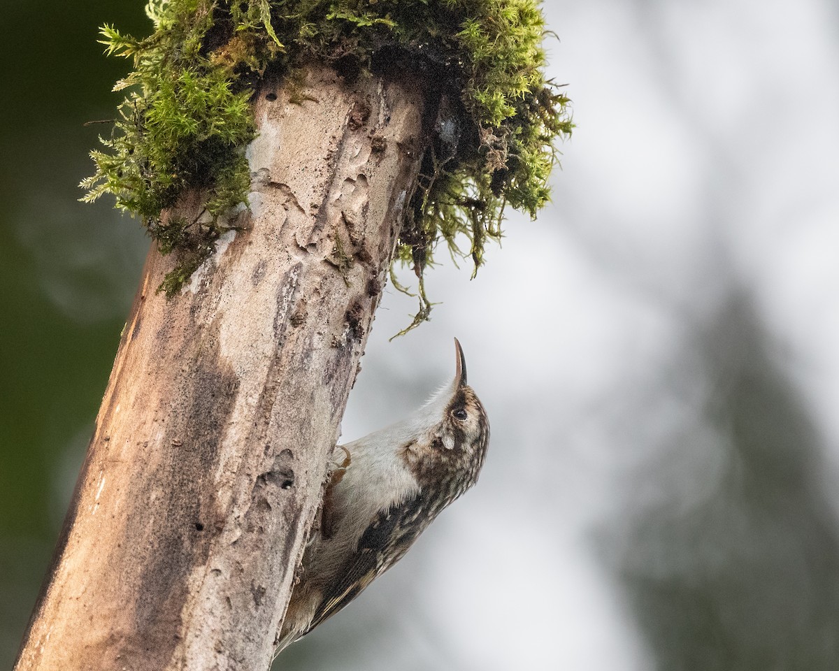 Brown Creeper - Marc Sole