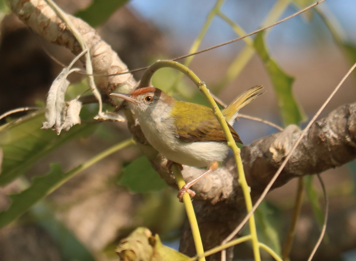 Common Tailorbird - ML398762481