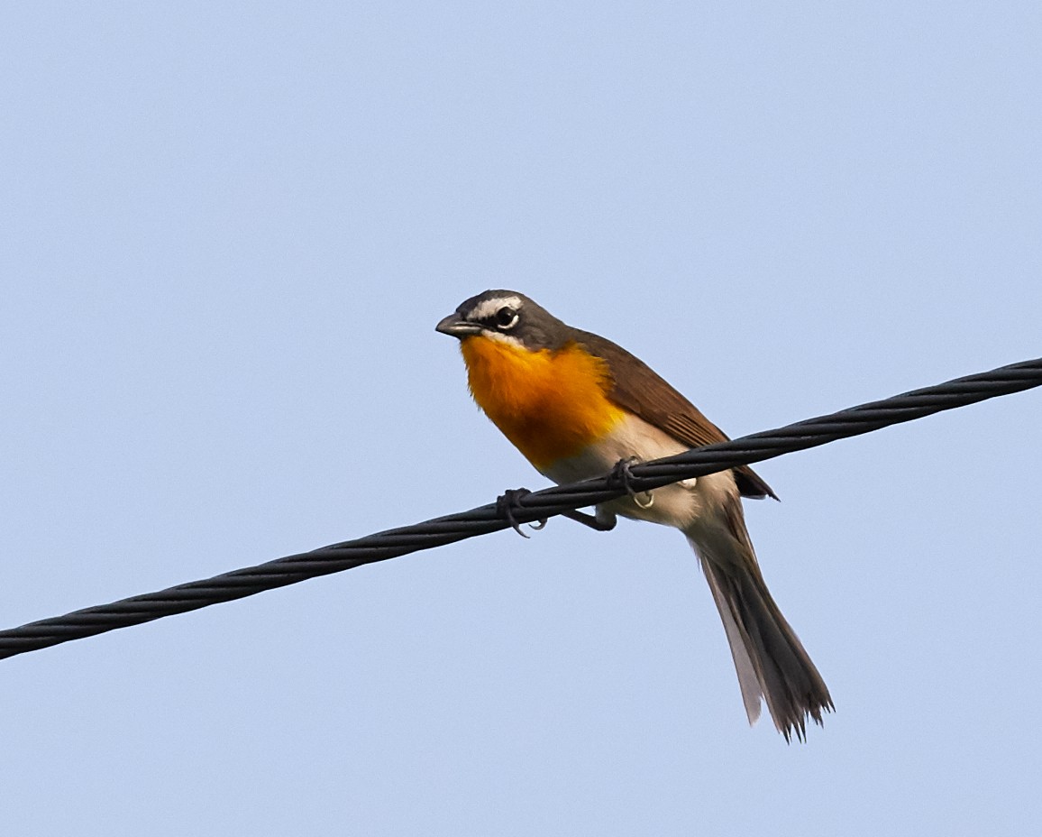 Yellow-breasted Chat - Brooke Miller