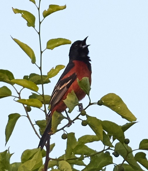 Orchard Oriole - ML39876311