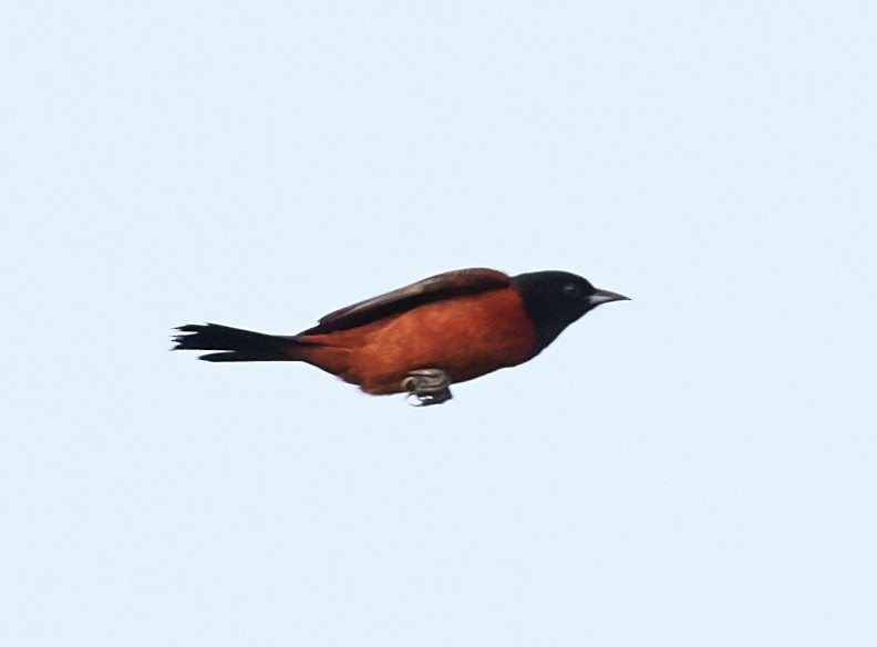 Orchard Oriole - ML39876511