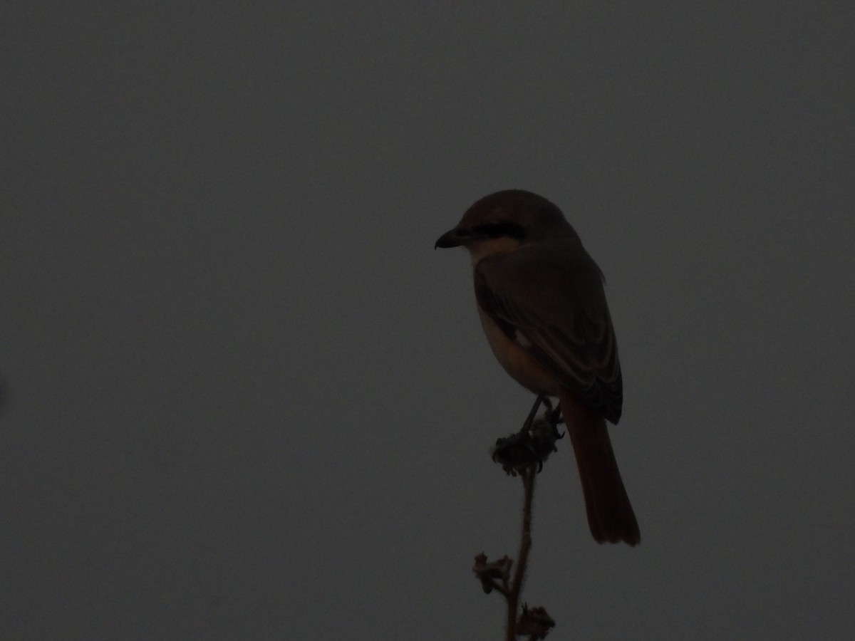 Алаг дунхай - ML398766081