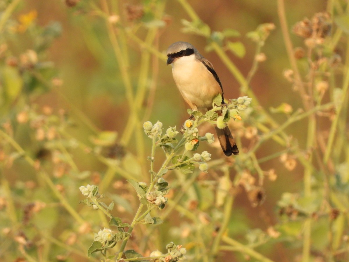 Алаг дунхай - ML398766361