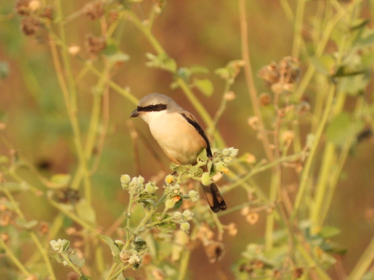 Алаг дунхай - ML398766401