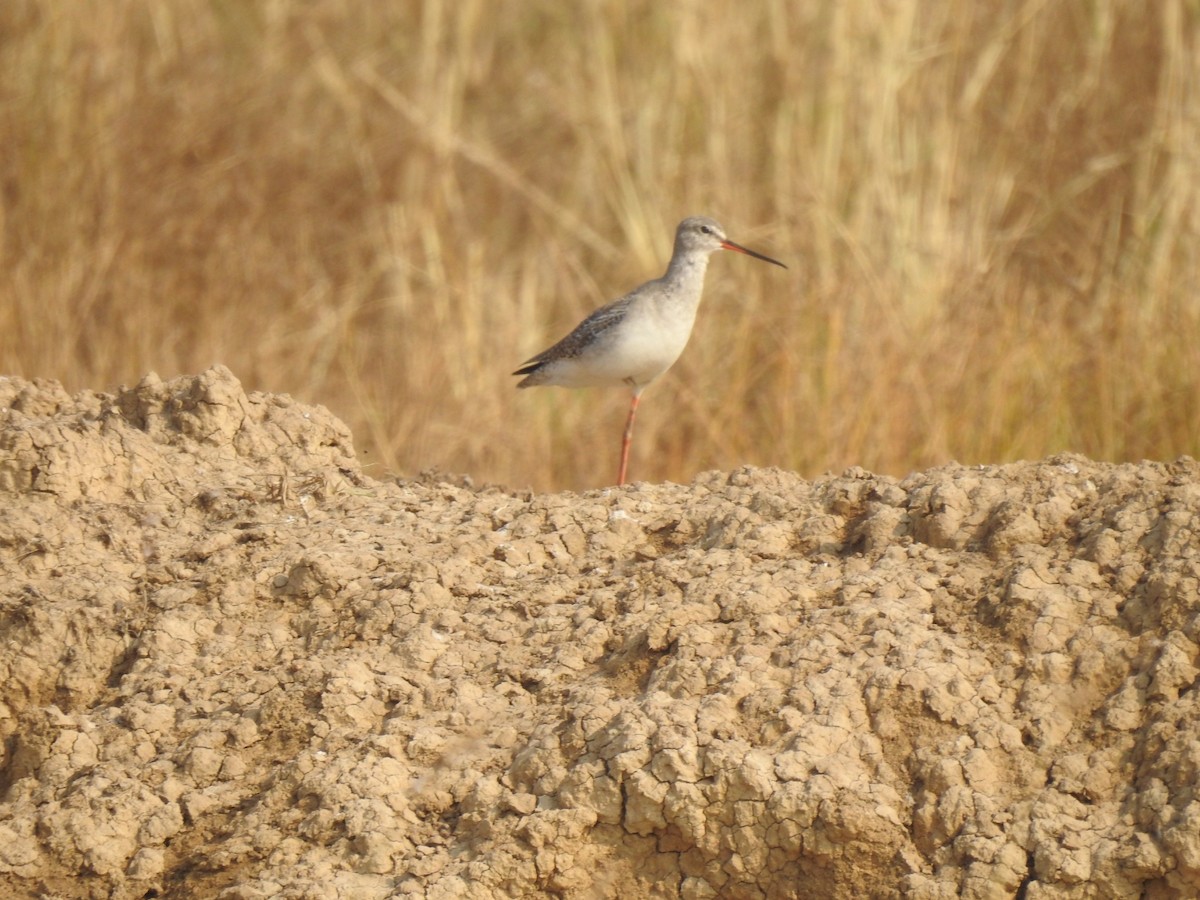Spotted Redshank - ML398767161