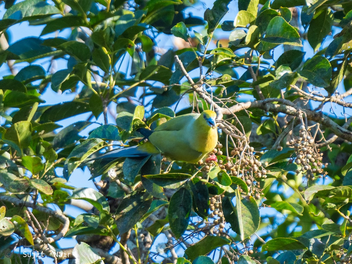 Pin-tailed Green-Pigeon - Sujit Nair