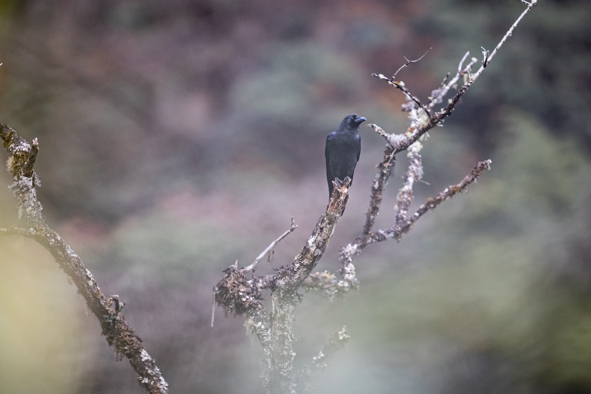 Large-billed Crow - ML398768691