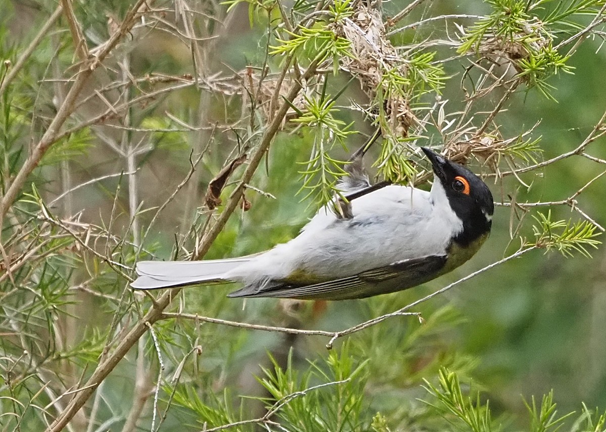 White-naped Honeyeater - ML398768901