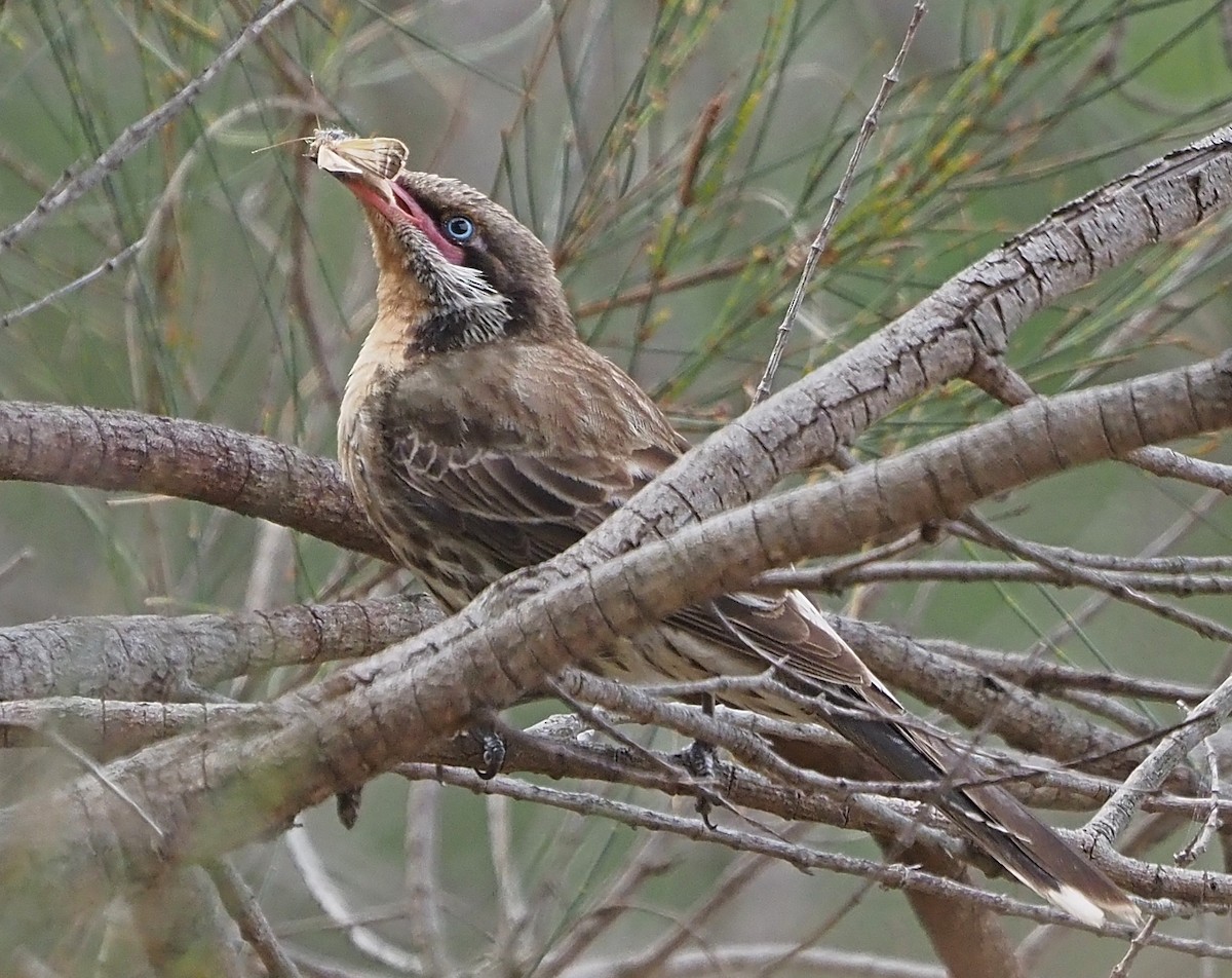 Spiny-cheeked Honeyeater - ML398768921