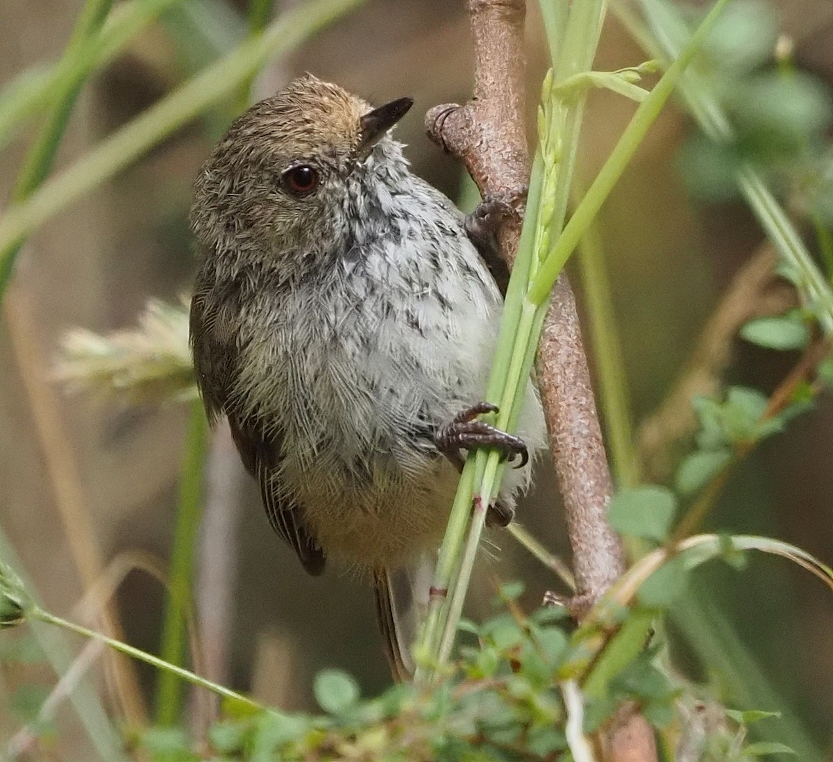 Brown Thornbill - ML398769001