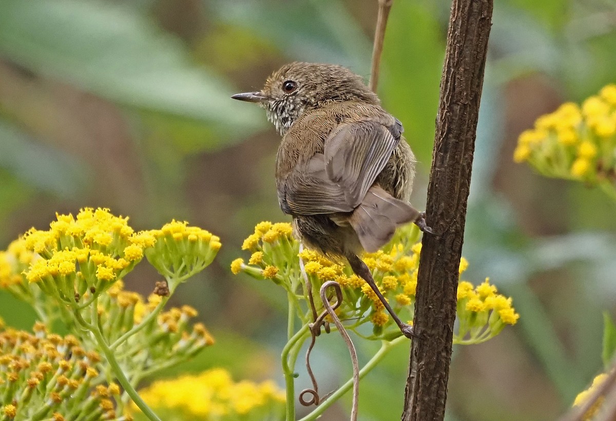 Brown Thornbill - ML398769051