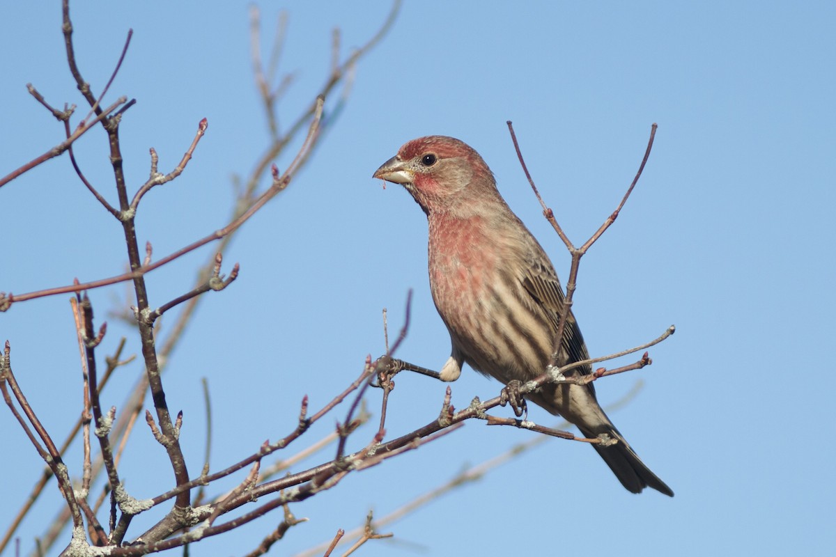 House Finch - Doug Hitchcox