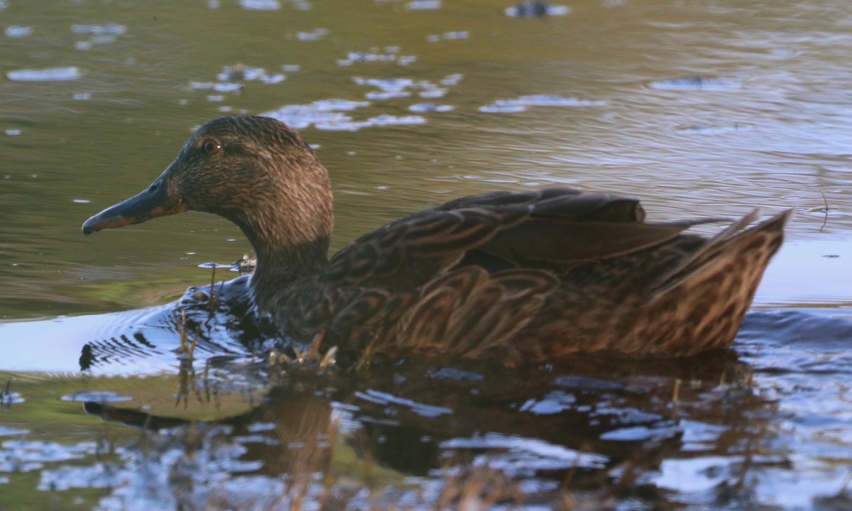 Mallard/Hawaiian Duck - ML398773051