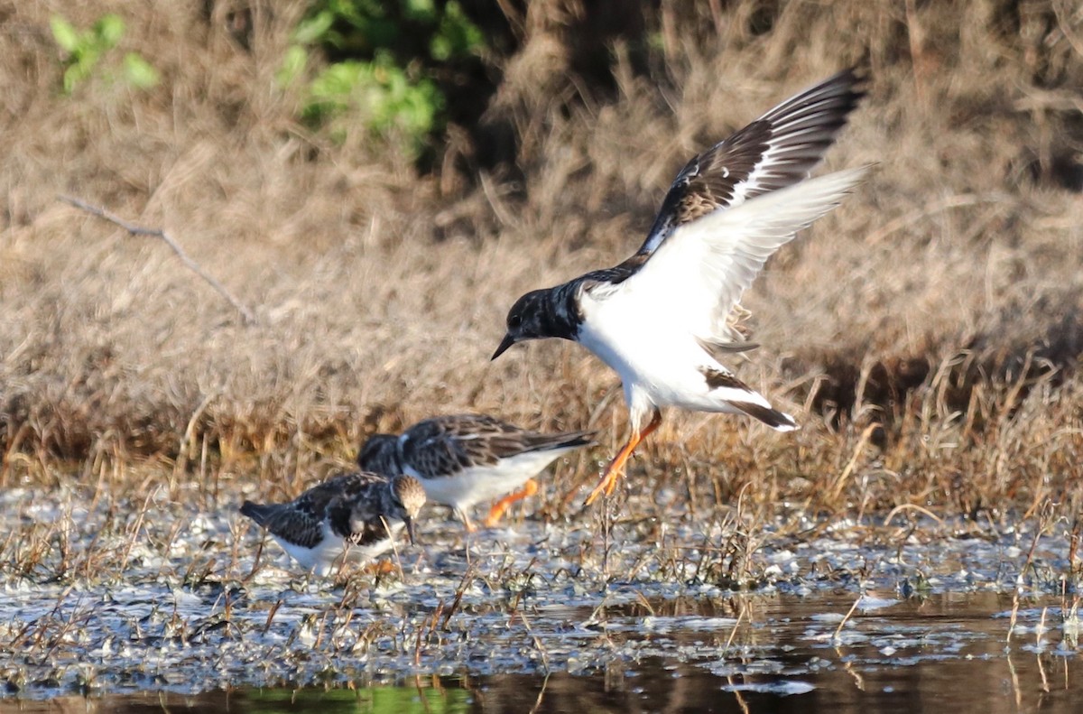 Ruddy Turnstone - ML398773221