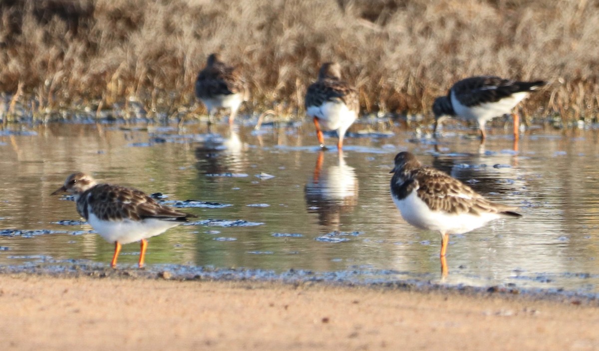 Ruddy Turnstone - ML398773241