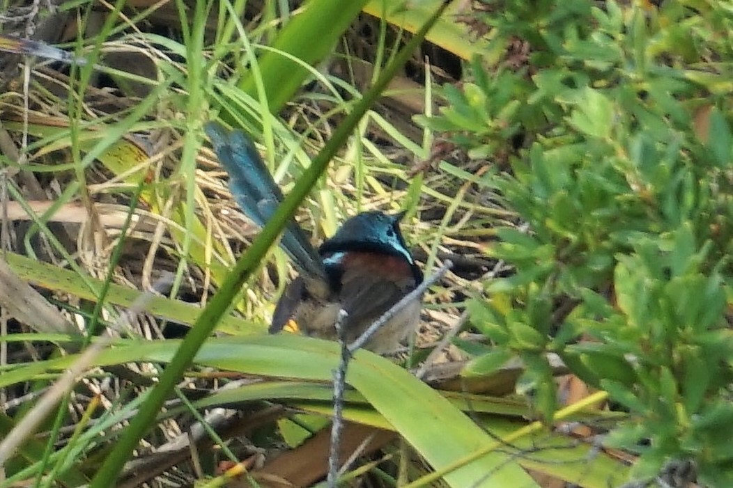 Red-winged Fairywren - ML398773731