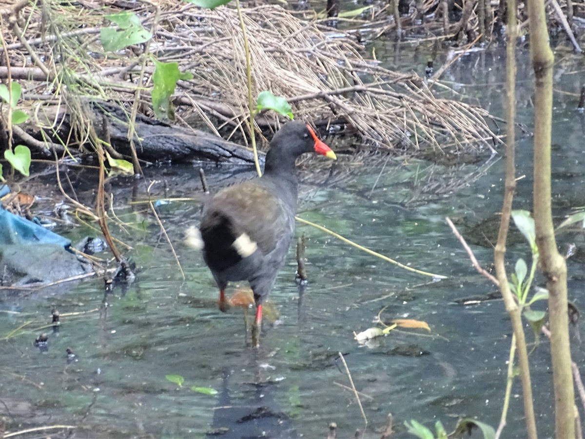 Dusky Moorhen - ML398774281