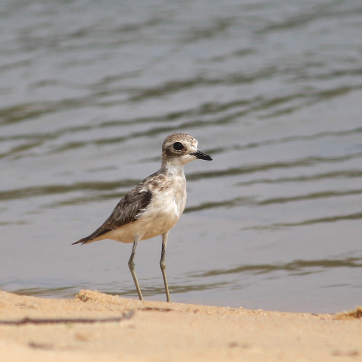 Greater Sand-Plover - ML398777411