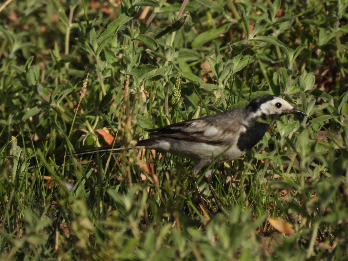 White Wagtail - ML398777871