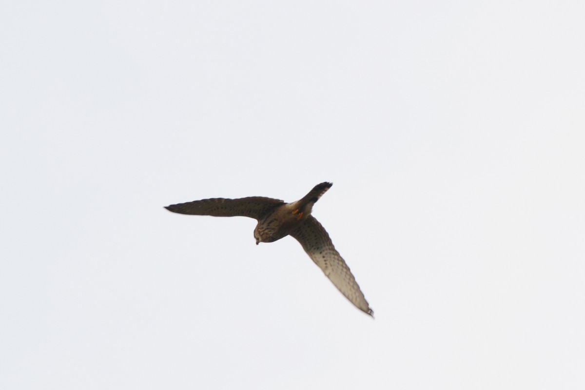 Eurasian Kestrel - ML398778691