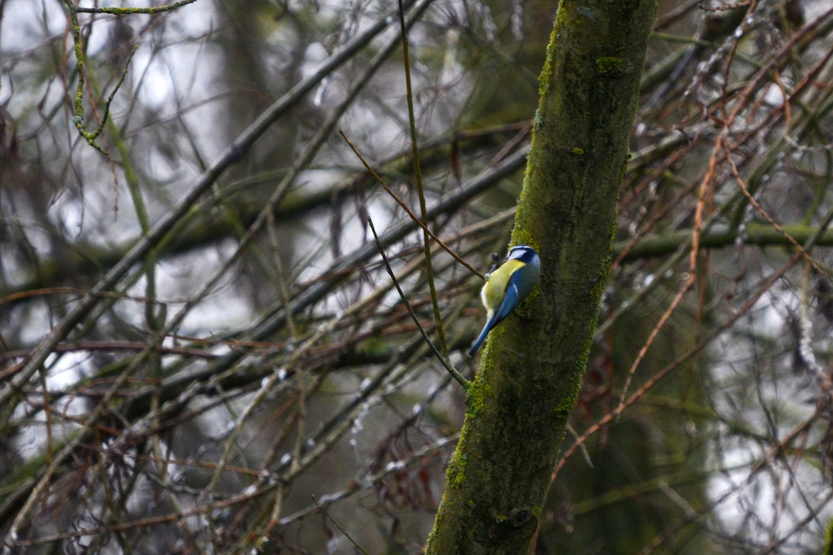 Eurasian Blue Tit - ML398778731