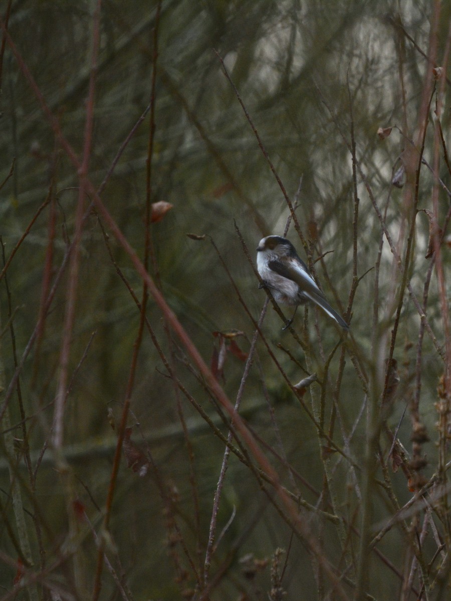 Long-tailed Tit - ML398778771