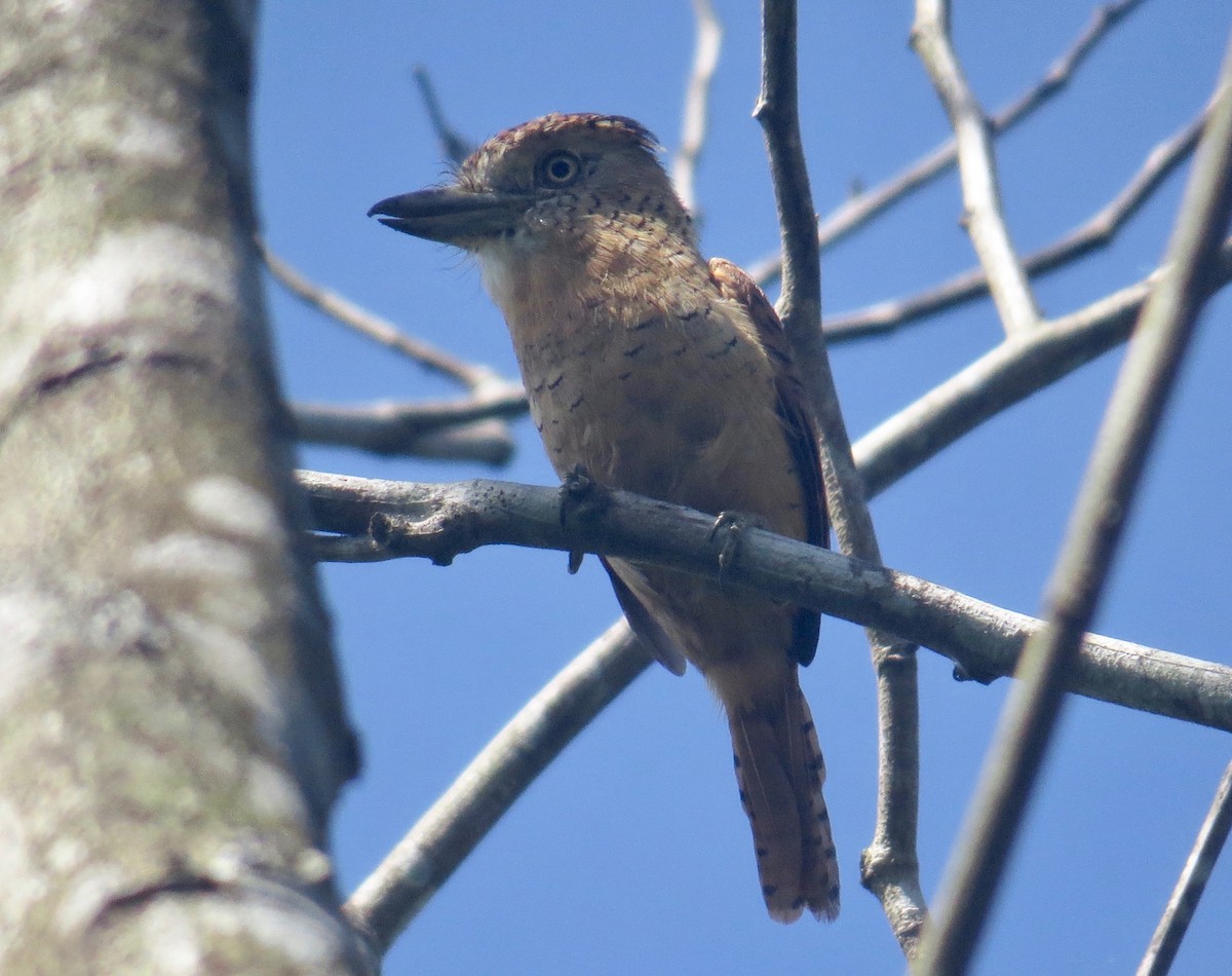 Barred Puffbird - ML39878001