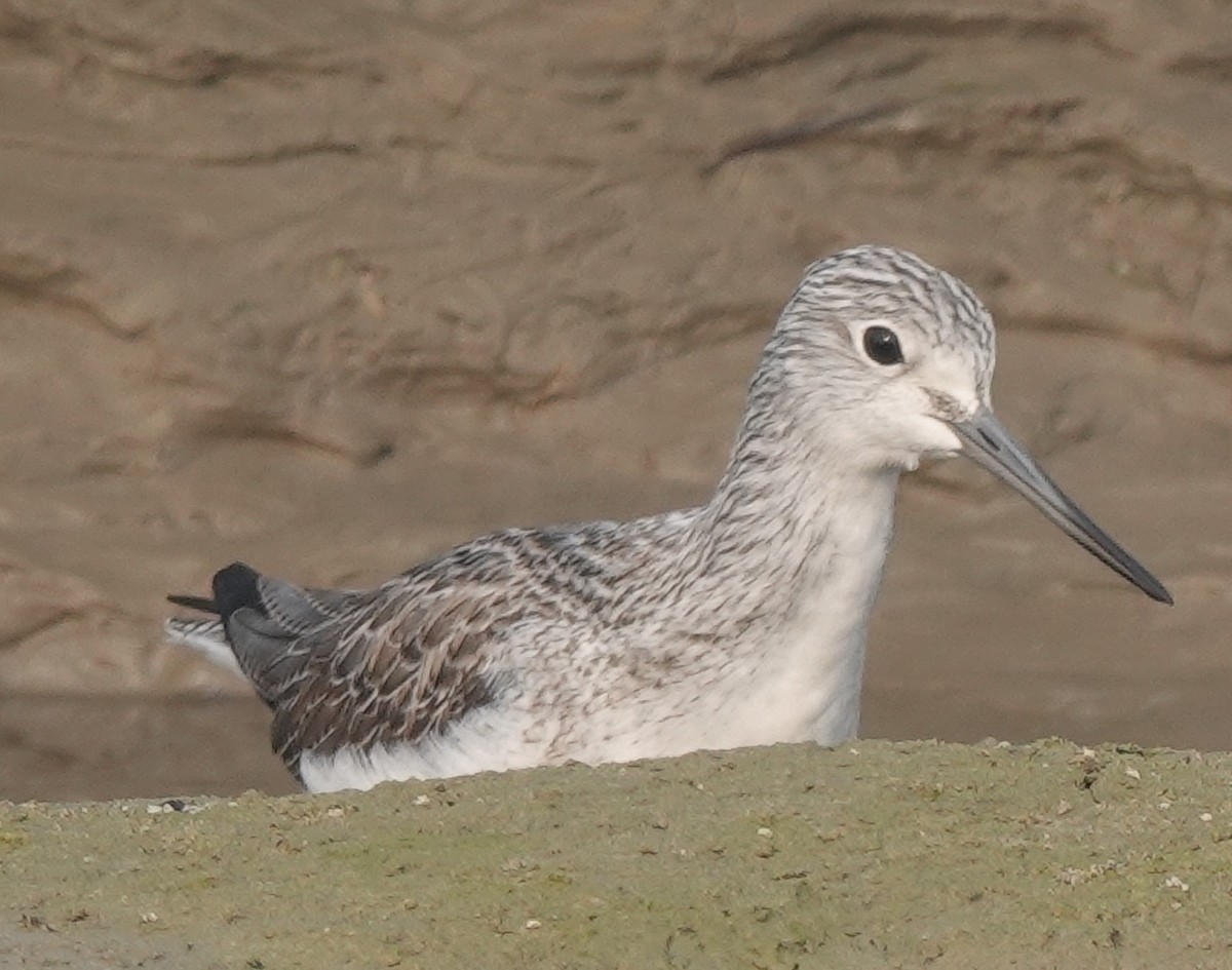 Marsh Sandpiper - ML398780231