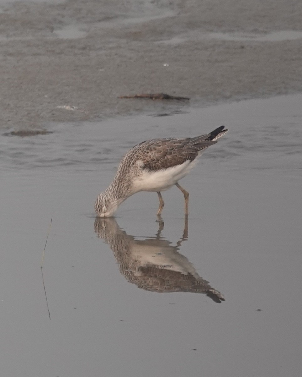 Marsh Sandpiper - Prof Chandan Singh Dalawat