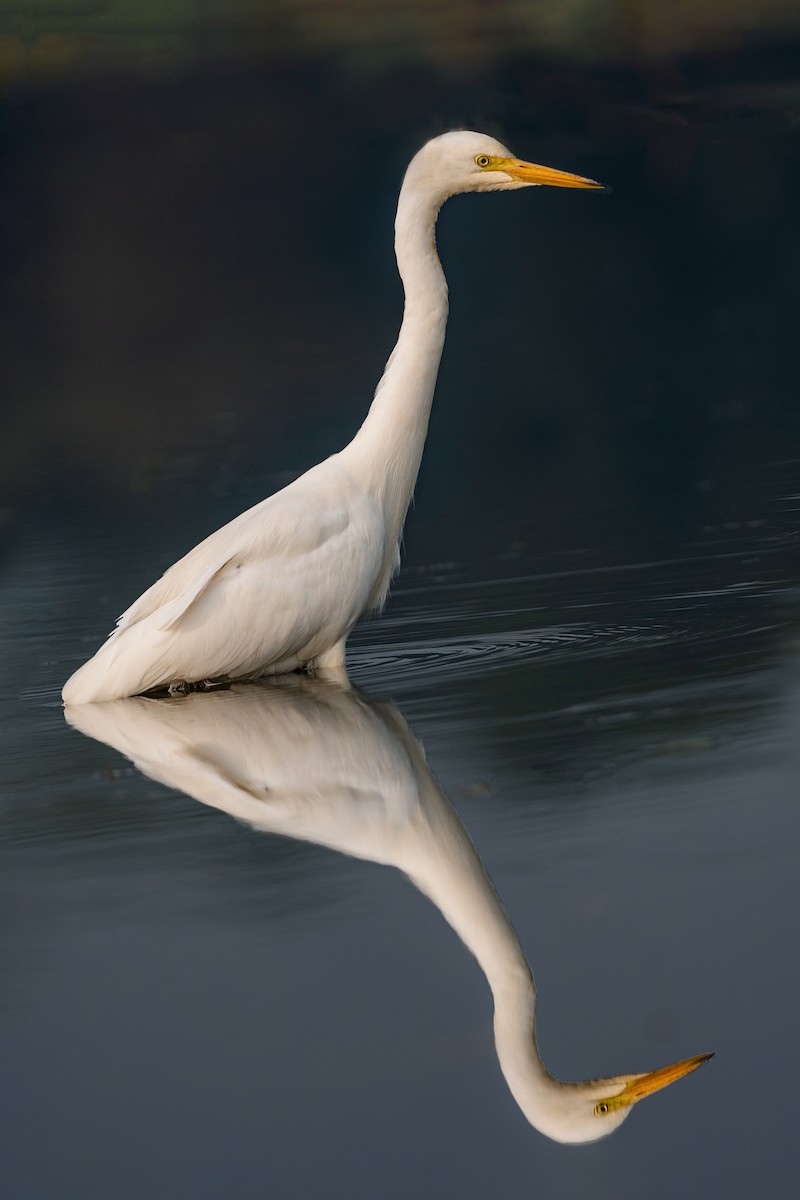 Great Egret - ML398782241