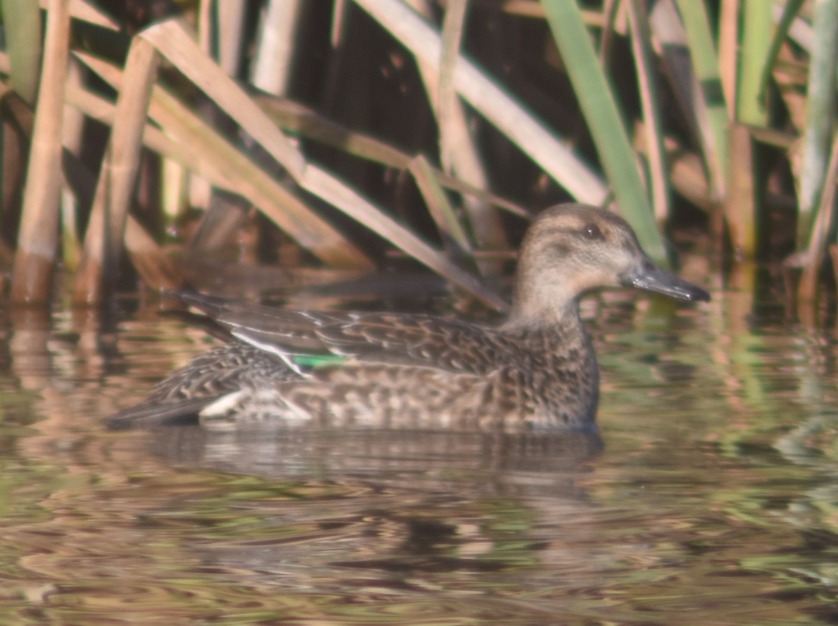 Green-winged Teal - Metin Güzeliş