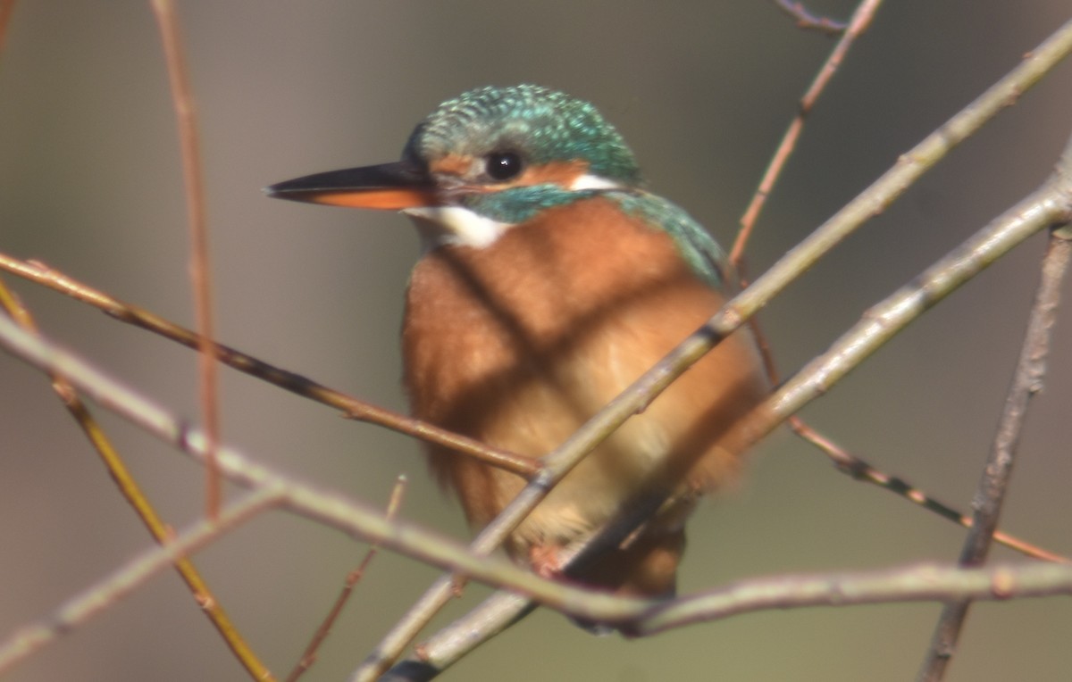 Common Kingfisher - ML398783501