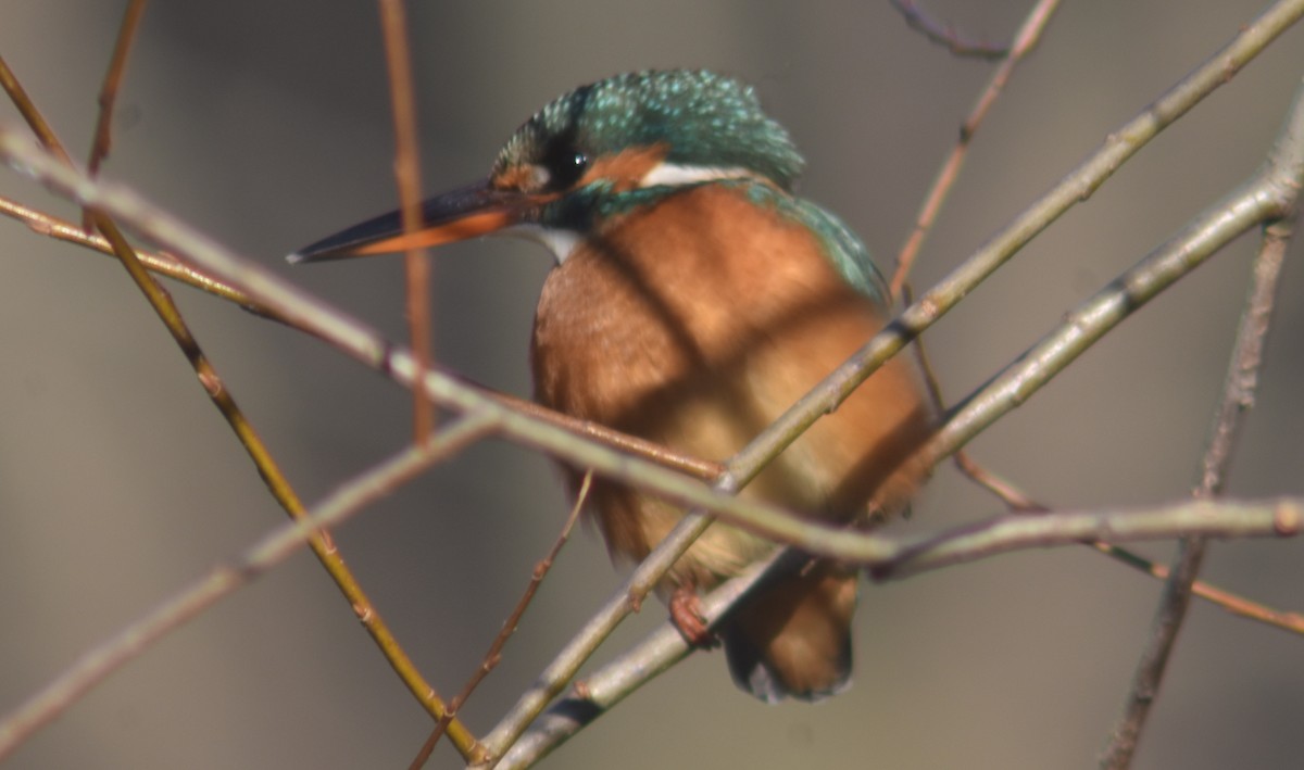 Common Kingfisher - ML398783511