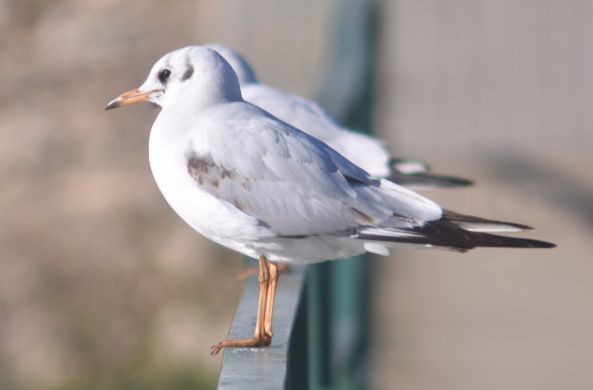 Black-headed Gull - ML398783621