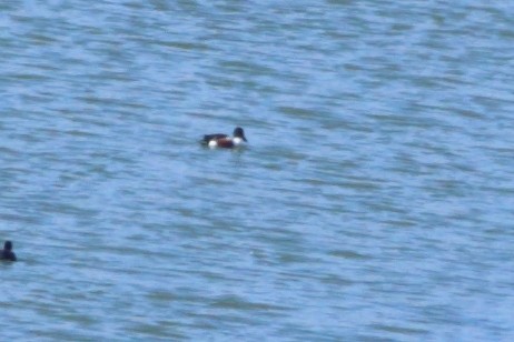 Northern Shoveler - ML398784201