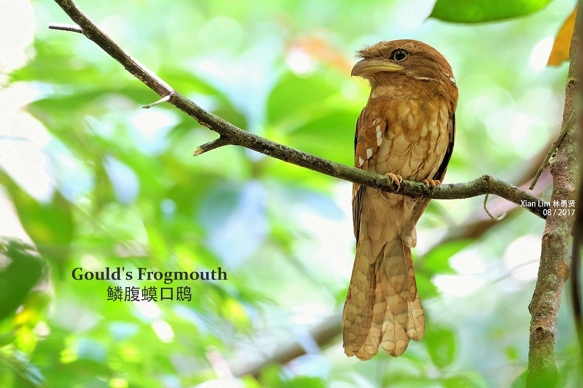 Gould's Frogmouth - Lim Ying Hien