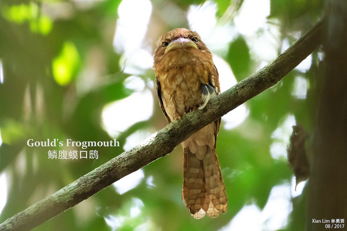 Gould's Frogmouth - Lim Ying Hien