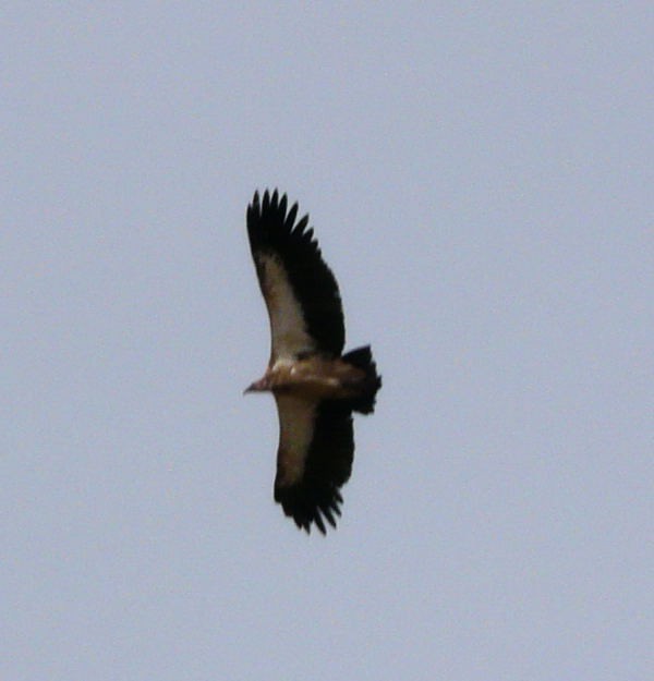 Himalayan Griffon - Paul Mackenzie