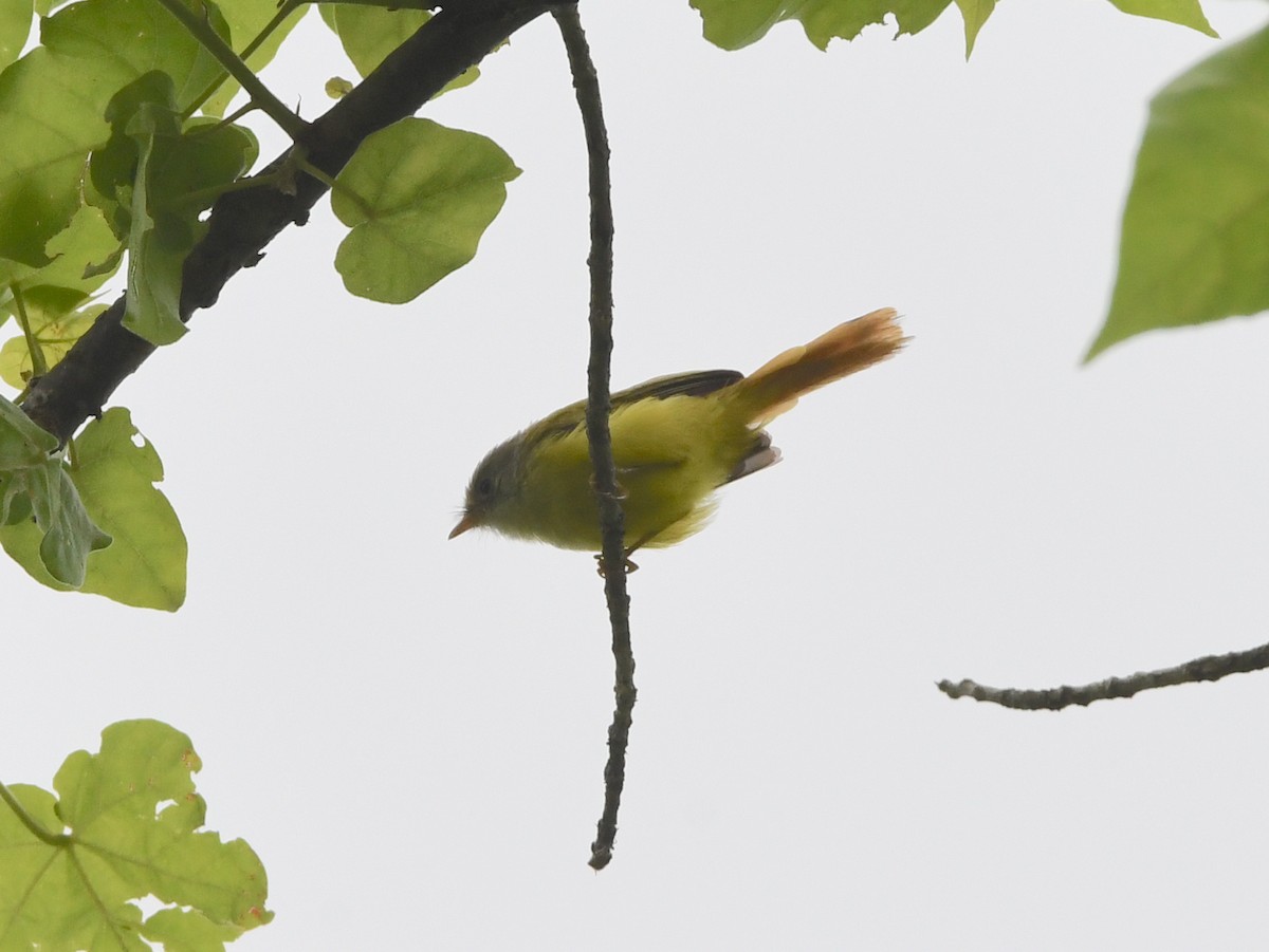 Livingstone's Flycatcher - ML398785901