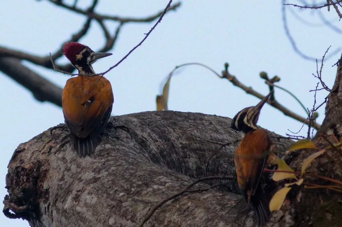 Greater Flameback - ML398787871