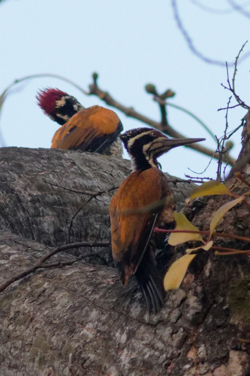 Greater Flameback - ML398787881