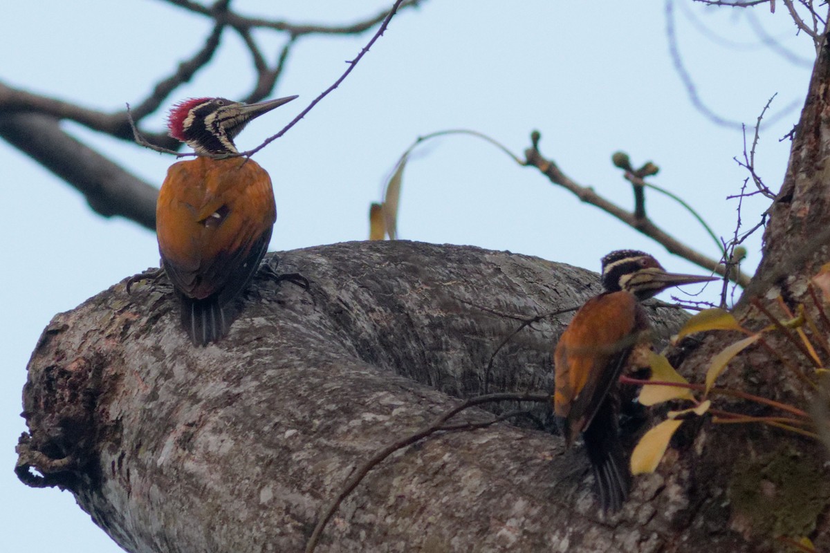 Greater Flameback - ML398787891