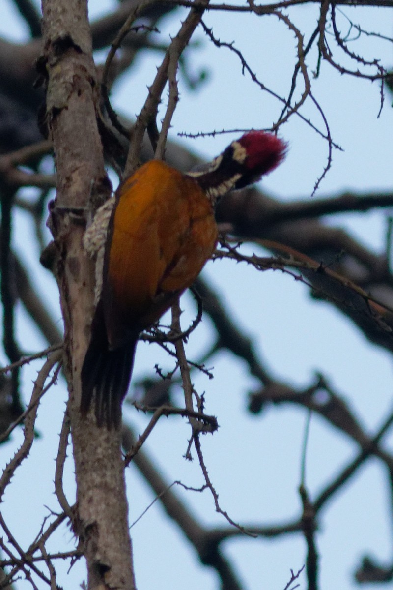 Greater Flameback - ML398787901