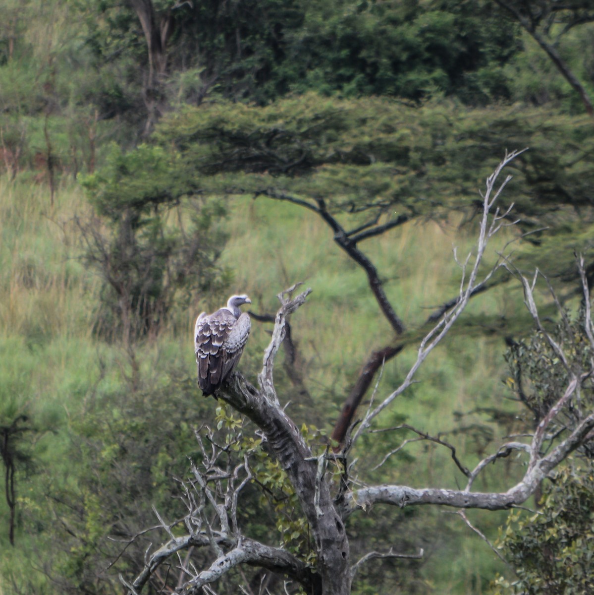 Rüppell's Griffon - ML398788671