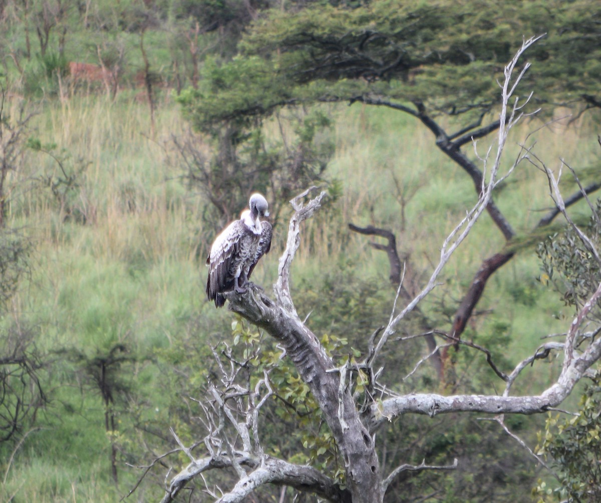 Rüppell's Griffon - ML398788731