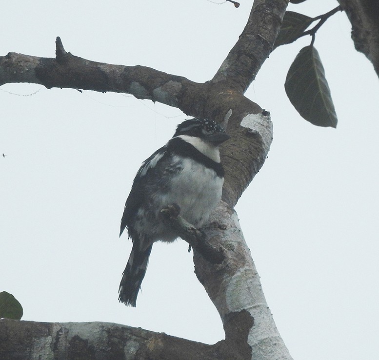 Pied Puffbird - ML398788821