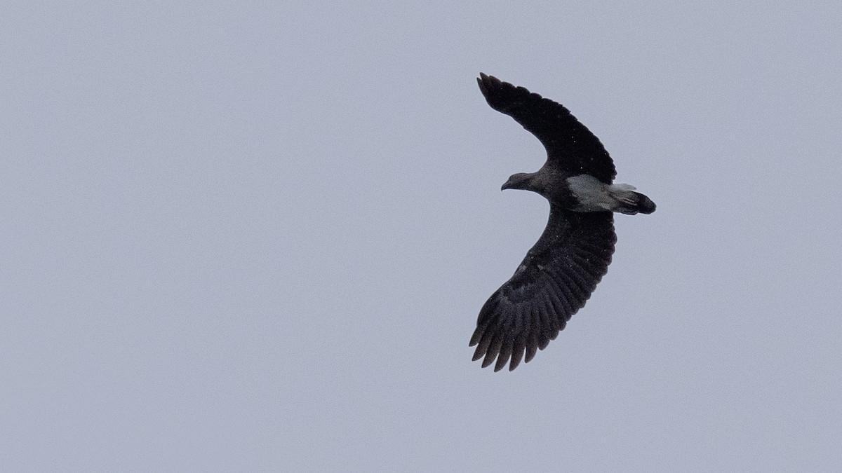 Lesser Fish-Eagle - ML398789501