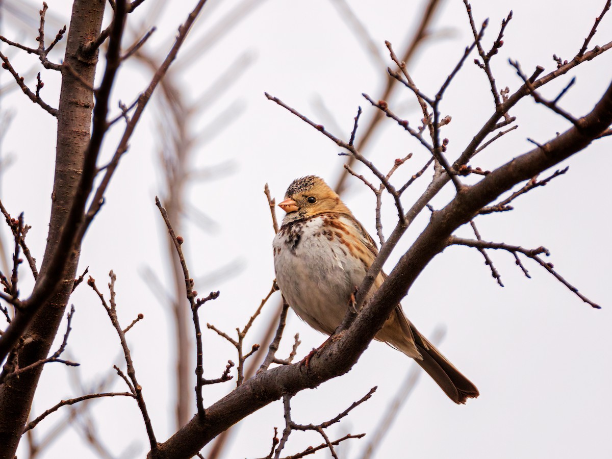 Harris's Sparrow - Eric Dyck